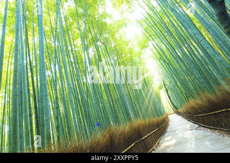 Sole di mattina raggi di Dio che risplende attraverso verde alti alberi di bambù su un sentiero vuoto ad Arashiyama Boschetto di bambù foresta in Kyoto, Giappone. Inclinato Foto Stock