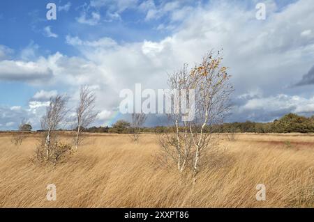 Betulle e arcobaleno nelle giornate autunnali di sole, Dwingelderveld, Drenthe, Paesi Bassi Foto Stock