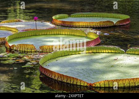 Victoria Regia, grande pianta acquatica tropicale comune nella regione amazzonica brasiliana con la sua foglia circolare che galleggia sulla superficie dell'acqua Foto Stock