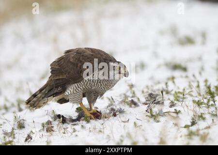 Habicht, Accipiter gentilis, goshawk settentrionale Foto Stock