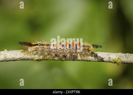 Falena arrugginita (Orgyia antiqua) Foto Stock