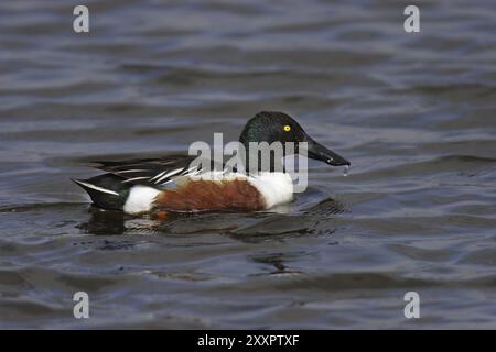 Loeffelente, Maennchen, Anas clypeata, spatola settentrionale, maschio Foto Stock