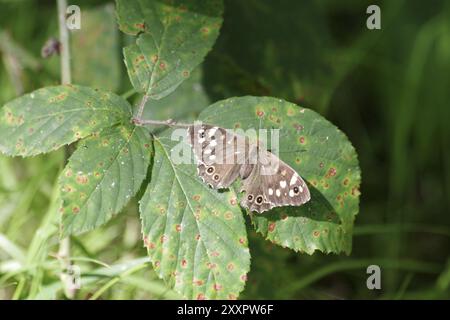 Legno macchiato (Pararge aegeria), femmina, farfalla, foglia di mora, la farfalla marrone si siede con le ali aperte su una foglia verde Foto Stock