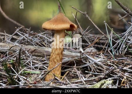 Primo piano di una letale calotta Cortinarius rubellus tra aghi di pino e muschio Foto Stock