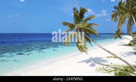 Vista della spiaggia con acque blu turchesi nella laguna poco profonda dell'isola delle Maldive Filaidhoo nell'Oceano Indiano, palma da cocco in primo piano diagonalmente coltivata Foto Stock