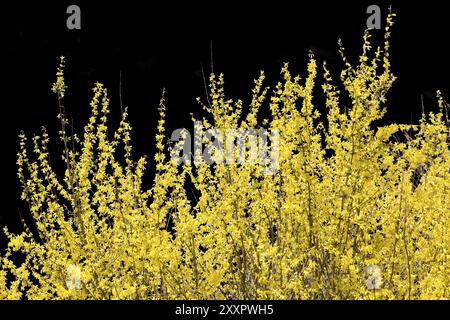 Forsythia su sfondo nero Foto Stock