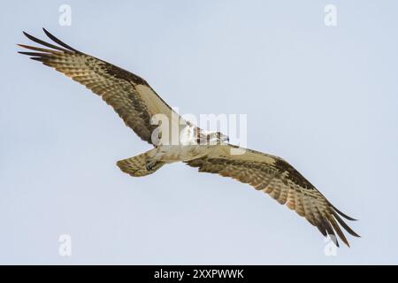 Un Osprey selvaggio, il Pandion haliaetus, si libra nel cielo. Foto Stock