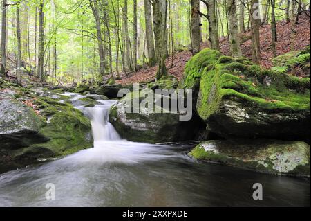 Sagwasser nella foresta bavarese, in estate Sagwasser nella foresta bavarese, in estate Foto Stock