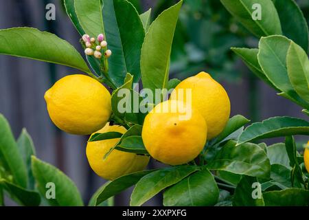 Limoni di Meyer sull'albero. I limoni di Meyer sono un incrocio ibrido tra un citrone e un ibrido mandarino/pomelo Foto Stock