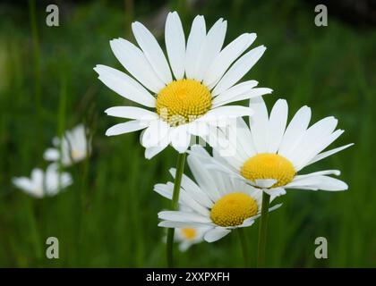 Daisies in fiore in un campo erboso Foto Stock