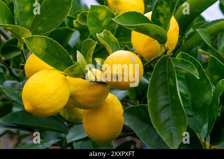 La varietà di limone più comune coltivata in Australia, una prolifica coltura di limoni Eureka stagionati in inverno sugli alberi Foto Stock