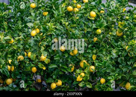 La varietà di limone più comune coltivata in Australia, una prolifica coltura di limoni Eureka stagionati in inverno sugli alberi Foto Stock