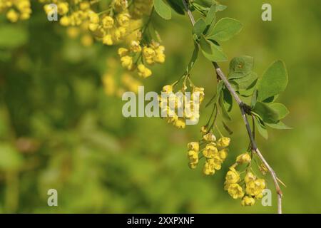 Primo piano dei fiori di Berberis vulgaris. Fiori del comune mirtillo Foto Stock