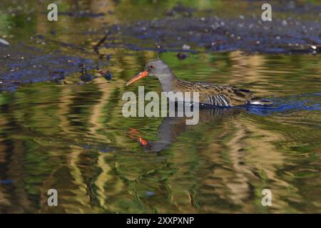 Caccia al binario d'acqua la mattina in autunno. Ferrovia d'acqua in cerca di pesci in uno stagno in autunno Foto Stock