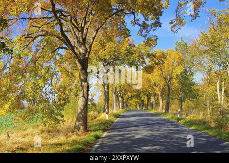 Ruegen Lindenallee, isola Ruegen, viale del tiglio in autunno Foto Stock