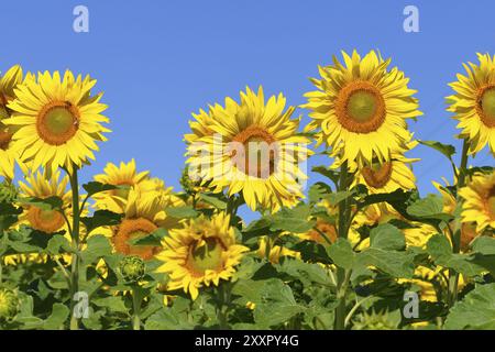 Sonnenblumenfeld, Un campo di girasole in piena fioritura Foto Stock