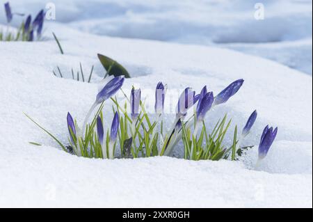 Croci viola che crescono attraverso la neve all'inizio della primavera Foto Stock