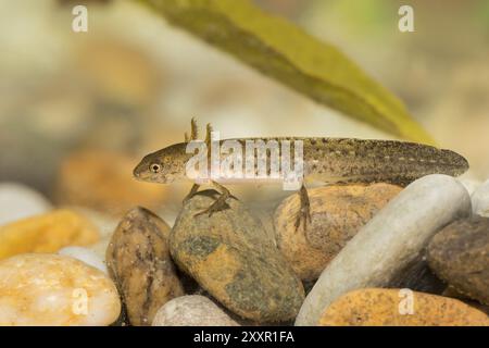 Larva di noce di stagno, Lissotriton vulgaris, noce liscio Foto Stock