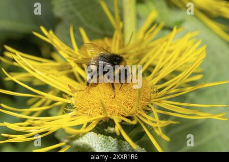 Bumblebee seduto su un grande fiore giallo di fronte a uno sfondo verde sfocato Foto Stock