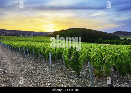 Tramonto sui vigneti di Beaujolais, Rodano, Francia, Europa Foto Stock