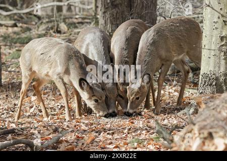 Il cervo dalla coda bianca (Odocoileus virginianus), noto anche come la coda bianca o il cervo della Virginia nella foresta Foto Stock