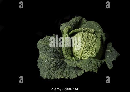 Cavolo savoy intero su sfondo nero Foto Stock
