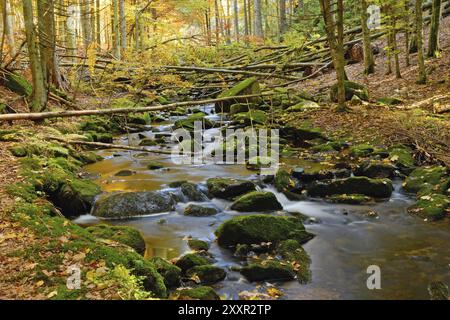 Piccolo OHE in autunno piccolo OHE in autunno Foto Stock