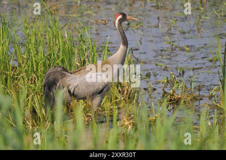 Gru comune, Grus grus, gru grigia, Europa, Europa, animali, uccelli, uccelli, gru, gru Foto Stock