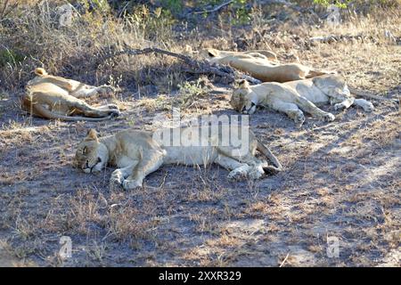 Orgoglio dei Leoni in appoggio Foto Stock