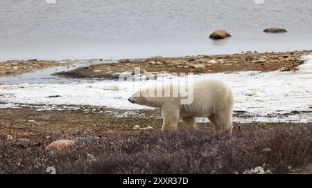Un orso polare che cerca cibo sulle rive della baia di Hudson Foto Stock