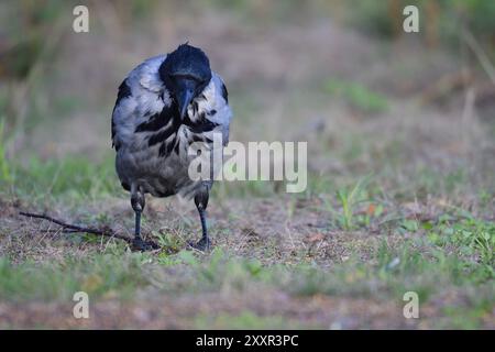 Carrion corvo in cerca di cibo. Corvo di Carrion in cerca di cibo sul mar baltico in autunno Foto Stock