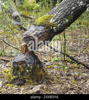 Primo piano di un albero di betulla caduto dopo essere stato mangiato da castoro con muschio verde Foto Stock