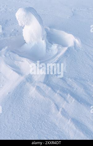 Abete innevato, Parco Nazionale di Riisitunturi, Lapponia, Finlandia, gennaio 2017, Europa Foto Stock