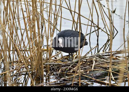 Coot siede su un nido in canne Foto Stock