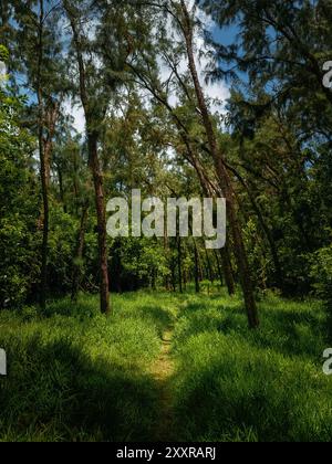 Un tranquillo sentiero che si snoda attraverso una foresta lussureggiante con alberi torreggianti, inondati di luce naturale Foto Stock