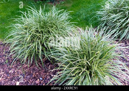 Giapponese Grass Sedge Carex morrowii "Ice Dance" Foto Stock