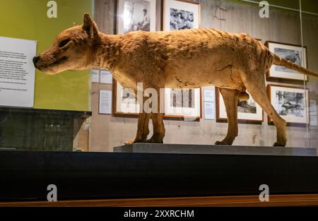 Un po' lacerato e vecchio tilacino tassidermiato esposto nel Tasmanian Museum and Art Gallery di Hobart. L'ultima tilacina nota morì in cattività a Hobart nel 1936. Foto Stock