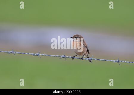 European Stonechat [ Saxicola rubicola ] uccello femminile su recinzione di filo spinato Foto Stock