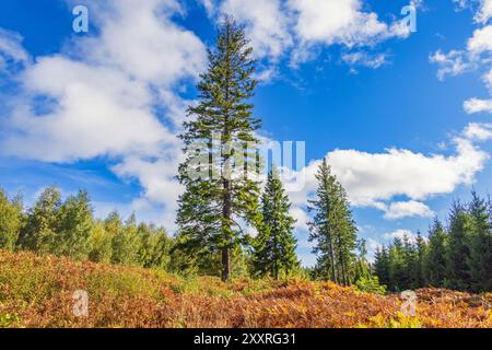 Abete rosso su una brughiera con felci dai colori autunnali Foto Stock