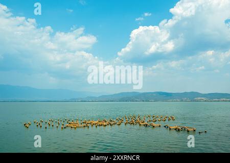 Splendido paesaggio panoramico del lago Dojran nella Macedonia del Nord, attenzione selettiva Foto Stock