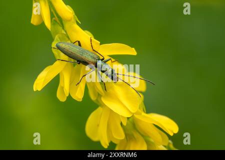 Falso coleottero blister - Chrysanthia viridissima, bellissimo coleottero verde metallizzato proveniente da prati e giardini europei, Zlin, Repubblica Ceca. Foto Stock