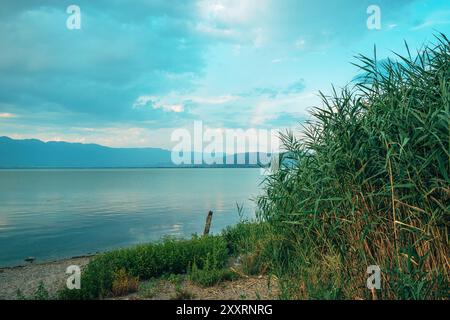 Erba verde di canne sul lago Dojran nella Macedonia del Nord, attenzione selettiva Foto Stock