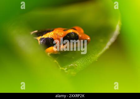 Rana fantastica, Ranitomeya fantastica, una specie della famiglia dei Dendrobatidae. Foto Stock