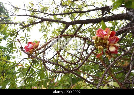 Albero di Cannonball che fiorisce in ammassi, è un legno sacro nell'induismo, è il luogo di dimora di Dio. Foto Stock