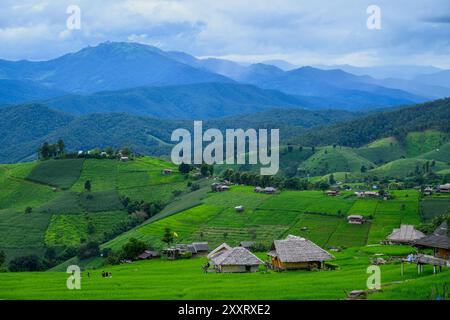 Chiang mai, Thailandia. 24 agosto 2024. Un gruppo di turisti cammina sulle risaie a terrazza di Ban Pa Pong Piang, sulle montagne del Parco Nazionale Doi Inthanon. Credito: SOPA Images Limited/Alamy Live News Foto Stock