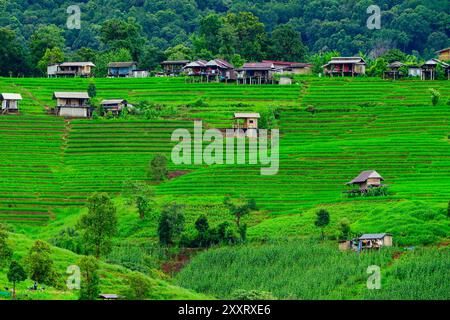 Chiang mai, Thailandia. 24 agosto 2024. Una vista generale delle risaie a terrazze con piccole pensioni di Ban Pa Pong Piang sulle montagne del Parco Nazionale Doi Inthanon credito: SOPA Images Limited/Alamy Live News Foto Stock