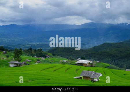 Chiang mai, Thailandia. 24 agosto 2024. Una vista generale delle risaie a terrazze con piccole pensioni di Ban Pa Pong Piang sulle montagne del Parco Nazionale Doi Inthanon credito: SOPA Images Limited/Alamy Live News Foto Stock