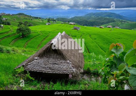 Chiang mai, Thailandia. 24 agosto 2024. Una piccola casa vista sulle risaie a terrazza di Ban Pa Pong Piang sulle montagne del Parco Nazionale Doi Inthanon. (Foto di Kittinun Rodsupan/SOPA Images/Sipa USA) credito: SIPA USA/Alamy Live News Foto Stock