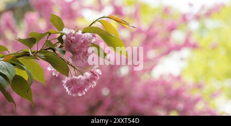 fioritura lussureggiante dell'albero di sakura. rami in fiore rosa. clima caldo di aprile. sfondo pasquale Foto Stock