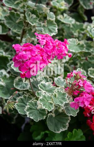 Pelargonium 'Madame Salleron' con fogliame variegato e fiori rosa brillante. Foto Stock